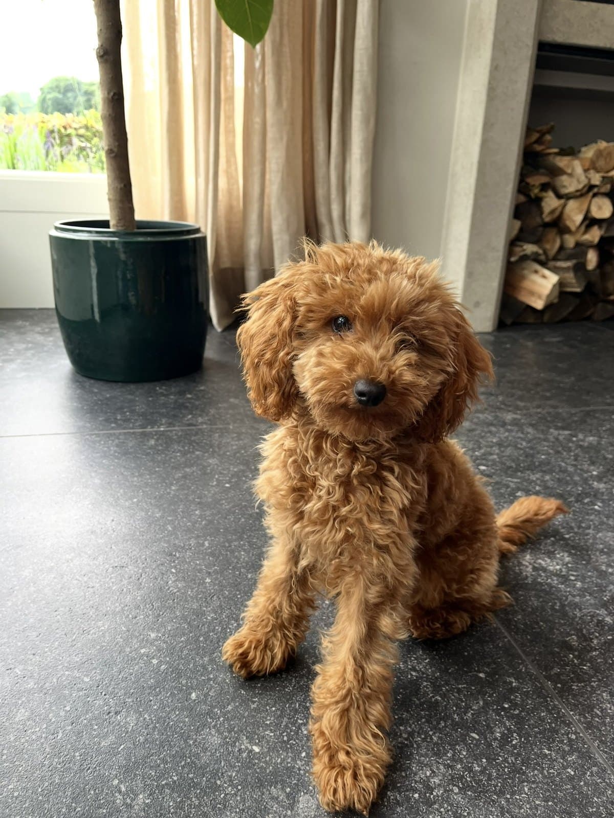 Teddy, onze toypoedel, zit op de vloer